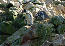 Manchots de Humboltd- îles Ballestas- Pérou